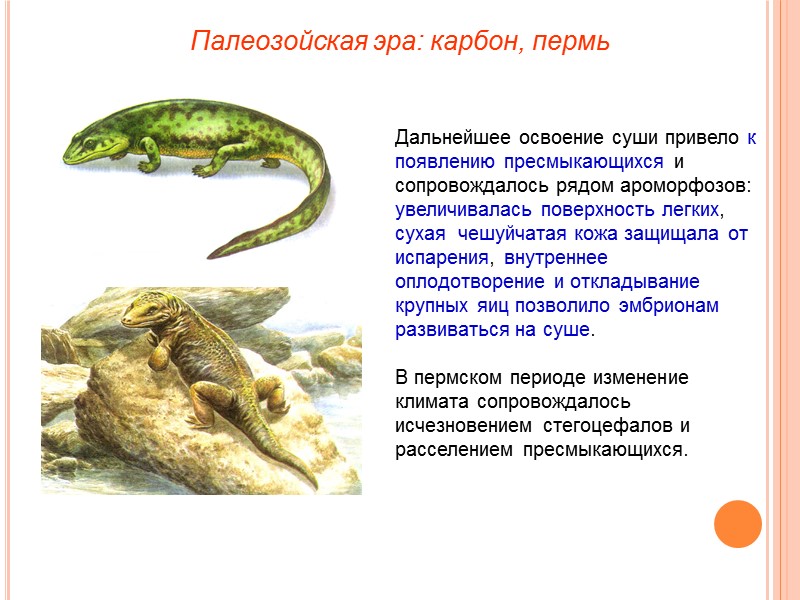 Палеозойская эра: карбон, пермь Дальнейшее освоение суши привело к появлению пресмыкающихся и сопровождалось рядом